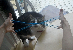 cats whiskers with string