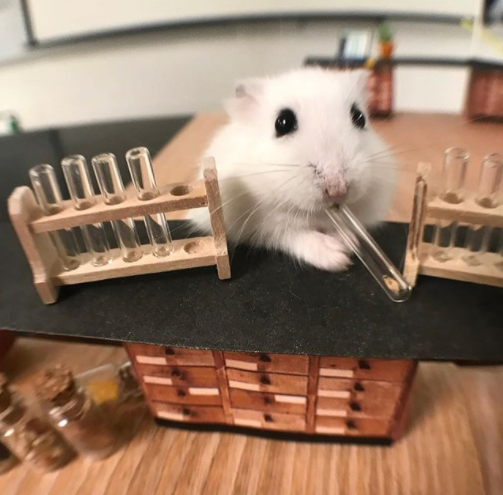 chemistry critter hamster class pet