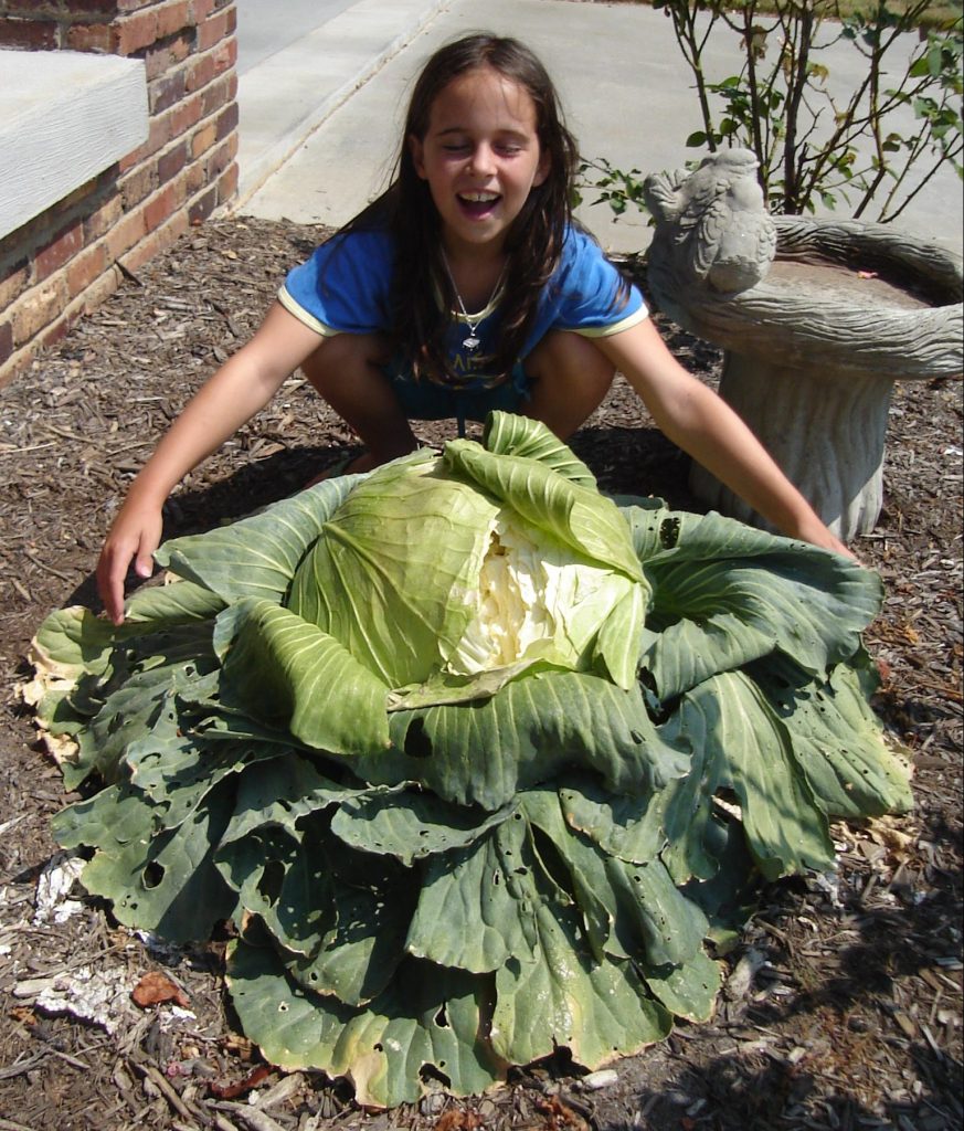 giant cabbage