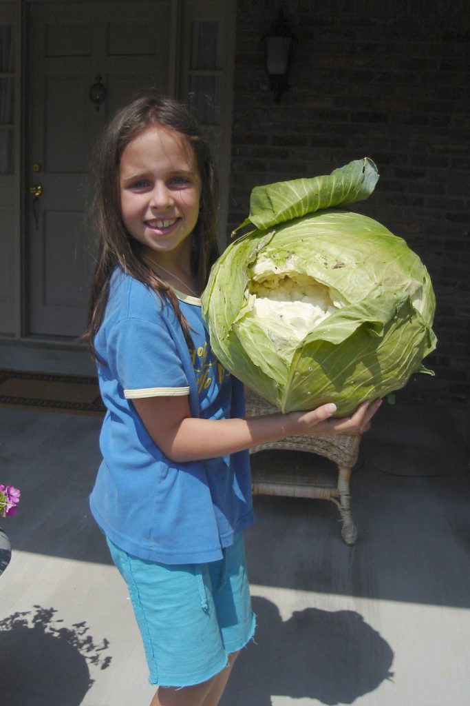 giant cabbage