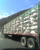 truckload of turkeys